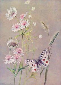 Astrantia major, a-moll és az Apolló pillangó (színes litográfia)