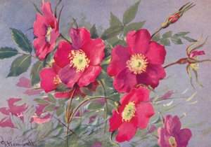 Rosa alpina, a tövis nélküli alpesi eglantine (színes litográfia)