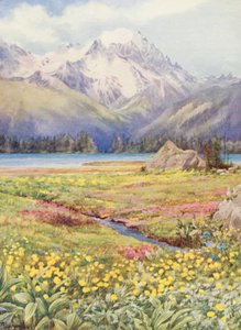 Champex felső mezői június elején, a Grand Combin a távolban (színes litográfia) alkotó: George Jackson Flemwell