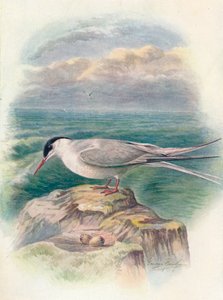 Sarkvidéki csér – Sterna macrura, c1910, 1910