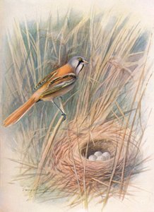 Szakállas cinege – Panurus biarmicus, c1910, 1910