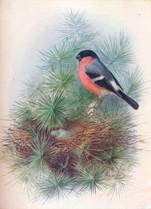 Süvöltő – Pyrrhua europaea, c1910, 1910 alkotó: George James Rankin