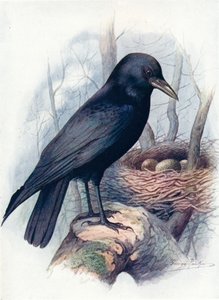Carrion-Crow - Corvus corone, c1910, 1910 alkotó: George James Rankin
