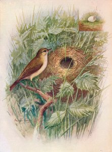 Chiff-Chaff – Phylloscopus rufus, c1910, 1910