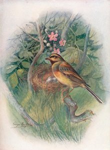Cirl-Bunting – Emberiza cirlus, c1910, 1910 alkotó: George James Rankin