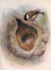 Coal-Tit – Megjelent ater, 1910, 1910 körül