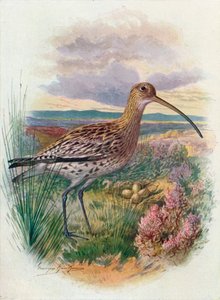 Curlew – Numenius arquata, c1910, 1910 alkotó: George James Rankin
