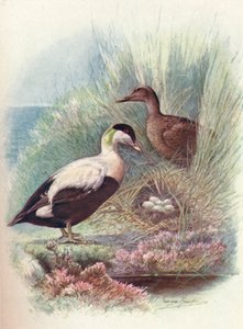 Eder-kacsa – Somateria mollissima, c1910, 1910