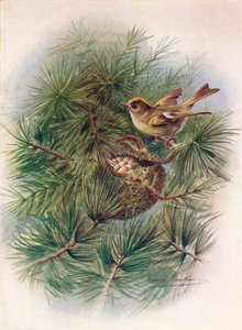 Goldcrest – Regulus cristatus, c1910, 1910