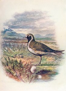 Aranylile - Charadrius pluvialis, c1910, 1910 alkotó: George James Rankin