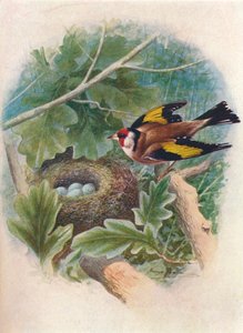 Aranypinty – Carduelis elegans, c1910, 1910