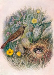 Szöcske-paszcsa – Locustella naevia, c1910, 1910 alkotó: George James Rankin