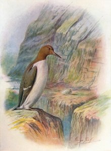 Guillemot – Uria troile, c1910, 1910 alkotó: George James Rankin