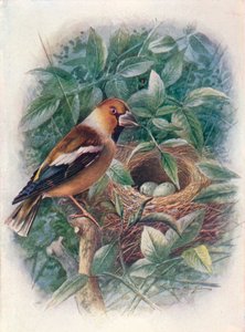Hawfinch – Coccothraustes vulgaris, c1910, 1910