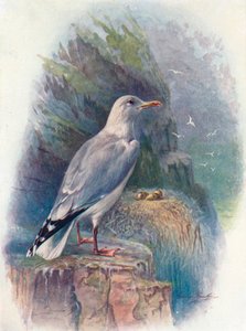 Heringsirály – Larus argentatus, 1910, 1910 alkotó: George James Rankin
