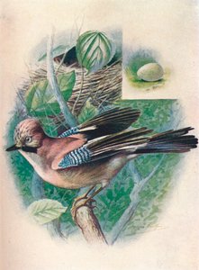 Jay-Garrulus glandarius, c1910, 1910 alkotó: George James Rankin