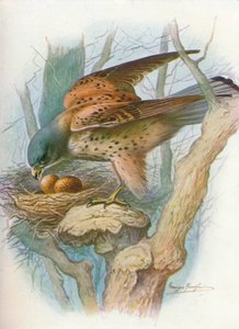 Kestrel - Falco tinnunculus, c1910, 1910 alkotó: George James Rankin