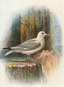 Kittiwake – Rissa tridactyla, c1910, 1910