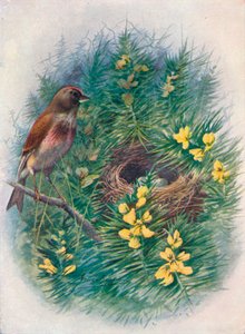 Linnet – Linota cannabina, c1910, 1910 alkotó: George James Rankin