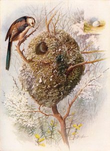 Hosszúfarkú cinege – Acredula caudata, c1910, 1910