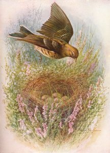 Meadow-Pipit vagy Titlark - Anthus pratensis, c1910, 1910 alkotó: George James Rankin