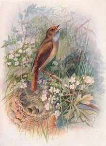 Nightingale – Daulias luscinia, c1910, 1910