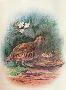 Partridge – Perdix cinerea, c1910, 1910 alkotó: George James Rankin