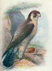 Vándorsólyom – Falco peregrinus, c1910, 1910