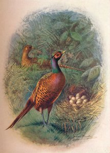 Fácán – Phasianus colchicus, c1910, 1910 alkotó: George James Rankin