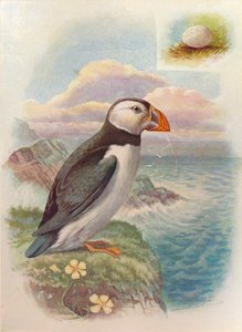 Puffin – Fratercula arctica, c1910, 1910
