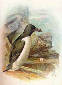 Razorbill – Alca torda, c1910, 1910 alkotó: George James Rankin