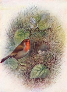 Redbreast vagy Robin – Erithacus rubecula, c1910, 1910 alkotó: George James Rankin