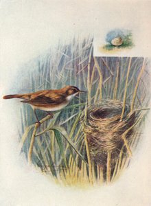 nádipasztor - Acrocephalus streperus, c1910, 1910