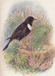 Ring-Ousel – Turdus torquatus, c1910, 1910