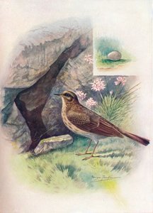 Rock-Pipit – Anthus obscurus, c1910, 1910