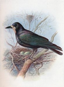 Rook - Corvus frugilegus, c1910, 1910 alkotó: George James Rankin