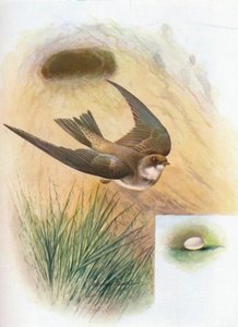 Sand-Martin - Cotile Riparia, 1910, 1910 alkotó: George James Rankin