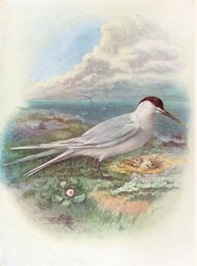 Szendvicscsér – Sterna cantiaca, c1910, 1910