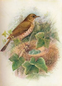 Song-thrush or Mavis – Turdus musicus, c1910, 1910