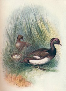 Bojtos kacsa - Fuligula cristata, c1910, 1910