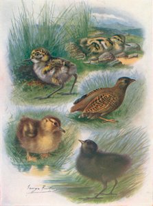 A nidifugous fiókák típusai, 1910, 1910