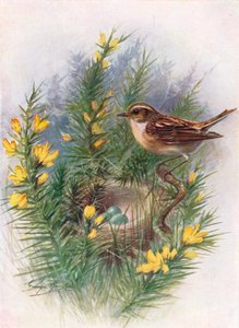 Whinchat – Pratincola rubetra, c1910, 1910