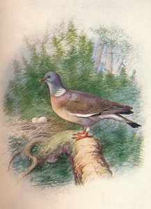 Erdei galamb vagy gyűrűs galamb - Columba palumbus, c1910, 1910