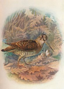 Fakakas – Scolopax rusticula, 1910, 1910