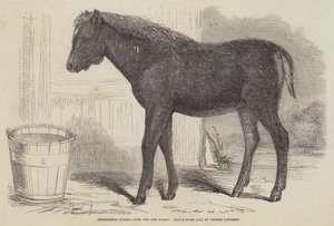 Figyelemre méltó hibrid, a New Forestből alkotó: George Landseer