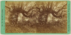 [Élő tölgyek, Magnolia temető] alkotó: George N. Barnard
