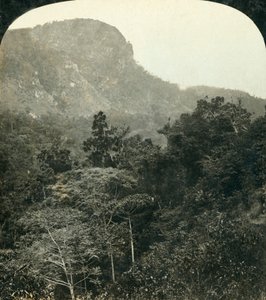Trópusi növényzet a Barron River Gorge-ban, Cairns, Queensland, Ausztrália, c1909.
