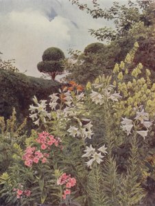 Fehér liliom és sárga szerzetesi kor alkotó: George Samuel Elgood