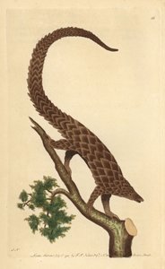 Négyujjú manik, hosszúfarkú pangolin vagy feketehasú pangolin, a Természettudós miszcellájából alkotó: George Shaw