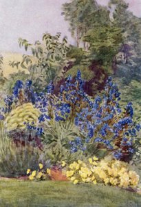Anchusa Italica Dropmore fajta, a Dropmore Alkanet, Clematis recta és Violas (színes litho) alkotó: George Soper